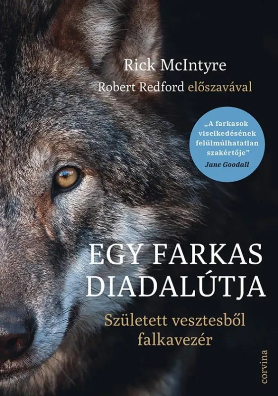 EGY FARKAS DIADALÚTJA SZÜLETETT VESZTESBŐL FALKAVEZÉR Kihagyhatatlan ajánlat